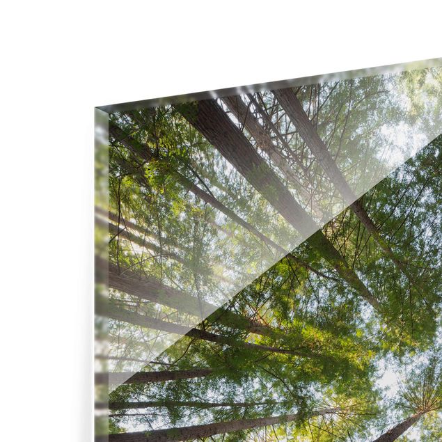 Glasbild - Mammutbaum Baumkronen - Quadrat 1:1 - Waldbild Glas