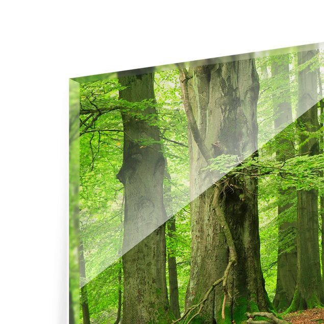 Glasbild - Mighty Beech Trees - Panorama Quer