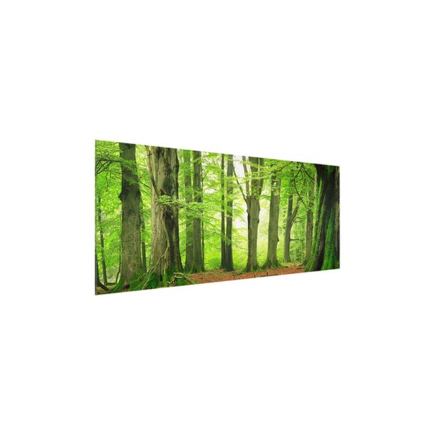 Glasbild - Mighty Beech Trees - Panorama Quer