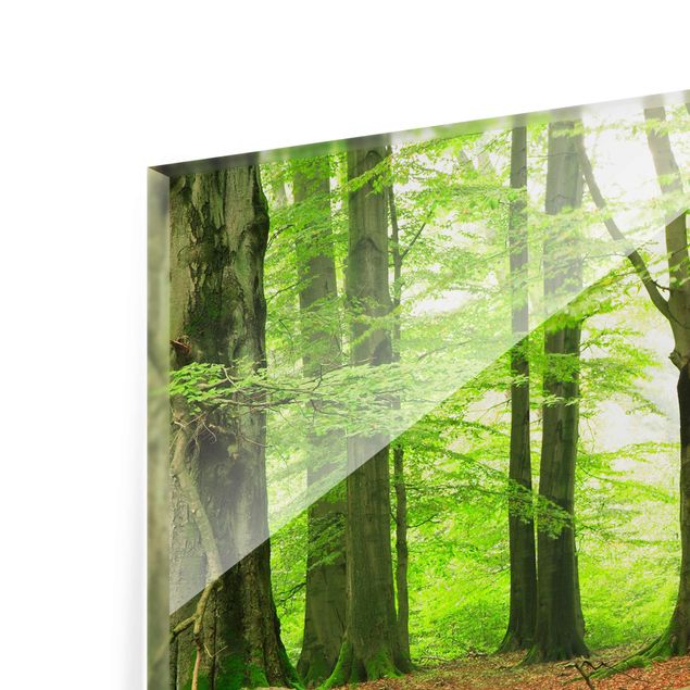 Glasbild - Mighty Beech Trees - Quer 3:2