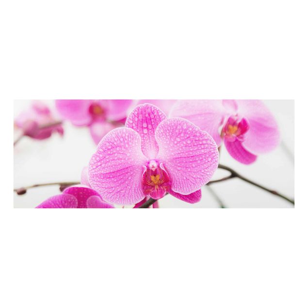 Glasbild - Nahaufnahme Orchidee - Panorama Quer