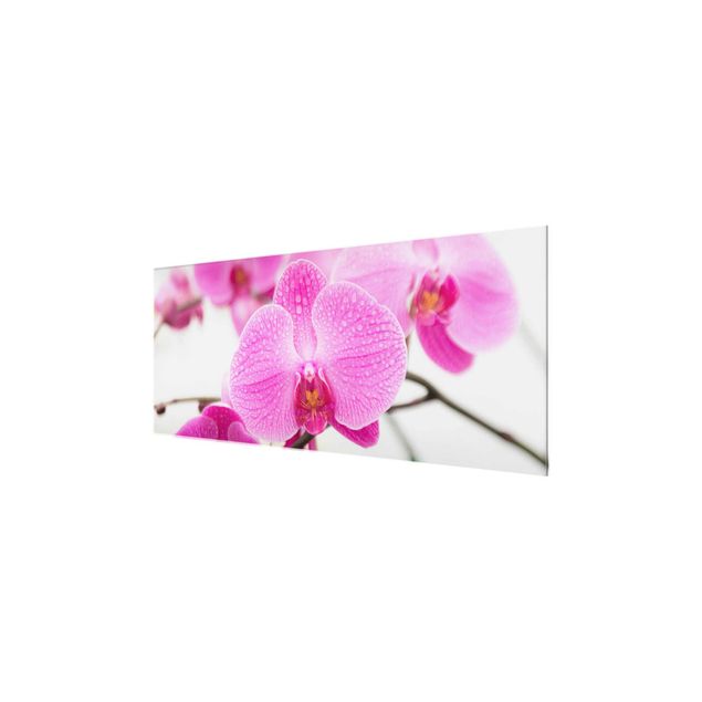 Glasbild - Nahaufnahme Orchidee - Panorama Quer