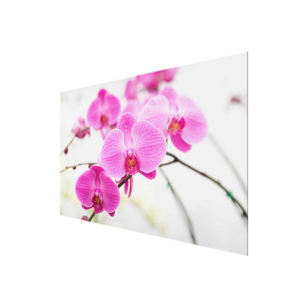 Glasbild Orchidee - Nahaufnahme Orchidee - Blumenbild Glas Quer 3:2