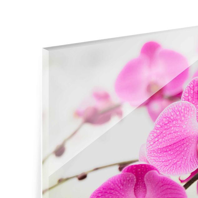 Glasbild Orchidee - Nahaufnahme Orchidee - Blumenbild Glas Quer 3:2