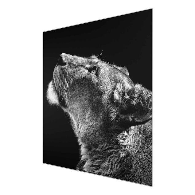 Glasbild - Portrait einer Löwin - Quadrat 1:1