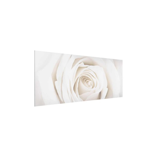 Glasbild - Pretty White Rose - Panorama Quer - Blumenbild Glas