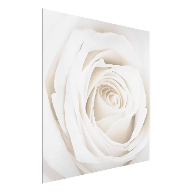 Bilder auf Glas Pretty White Rose