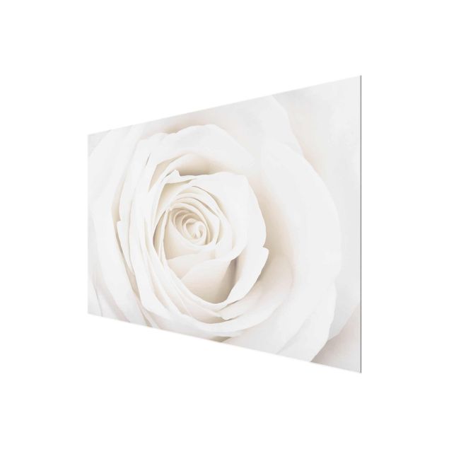 Glasbild - Pretty White Rose - Quer 3:2 - Blumenbild Glas