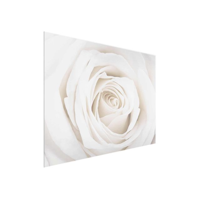 Glasbilder Pretty White Rose