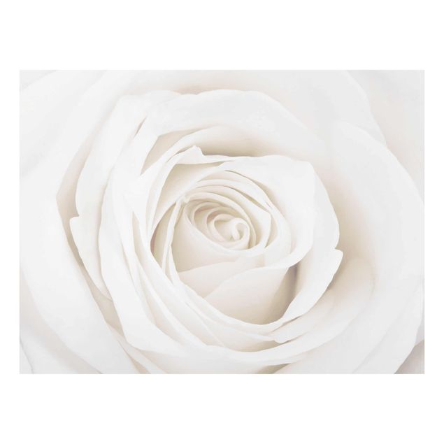 Glasbild - Pretty White Rose - Quer 4:3 - Blumenbild Glas