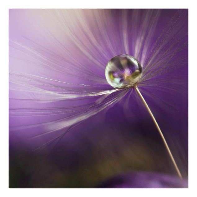Glasbild - Pusteblume in Violett - Quadrat 1:1