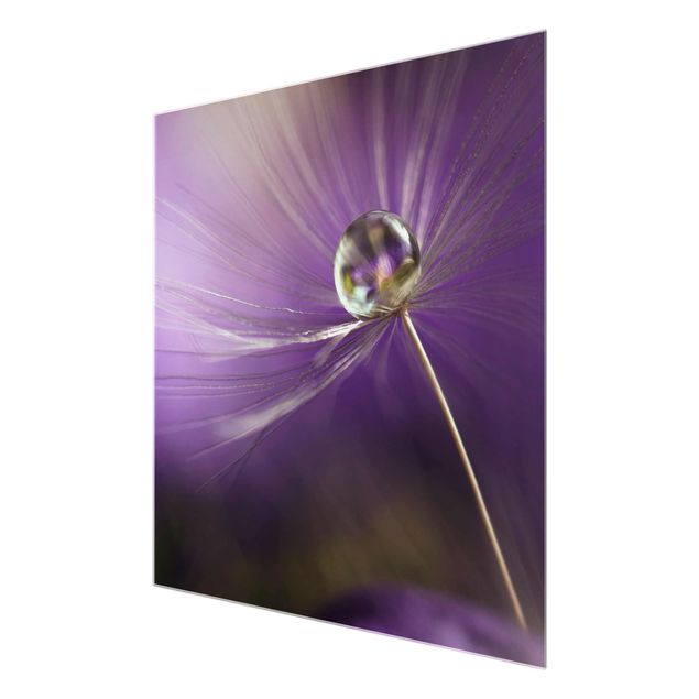Glasbild - Pusteblume in Violett - Quadrat 1:1