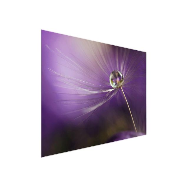 Glas Wandbilder Pusteblume in Violett