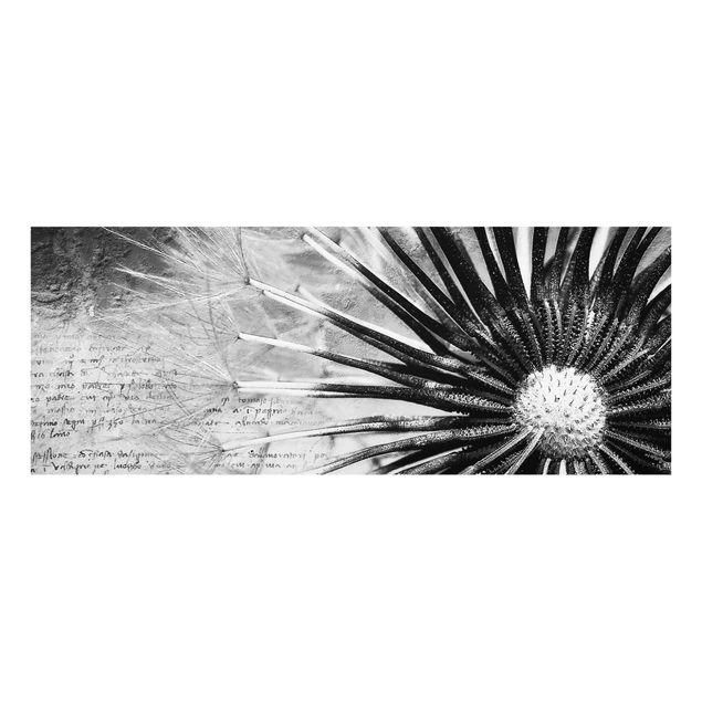 Glasbild - Pusteblume Schwarz & Weiß - Panorama Quer
