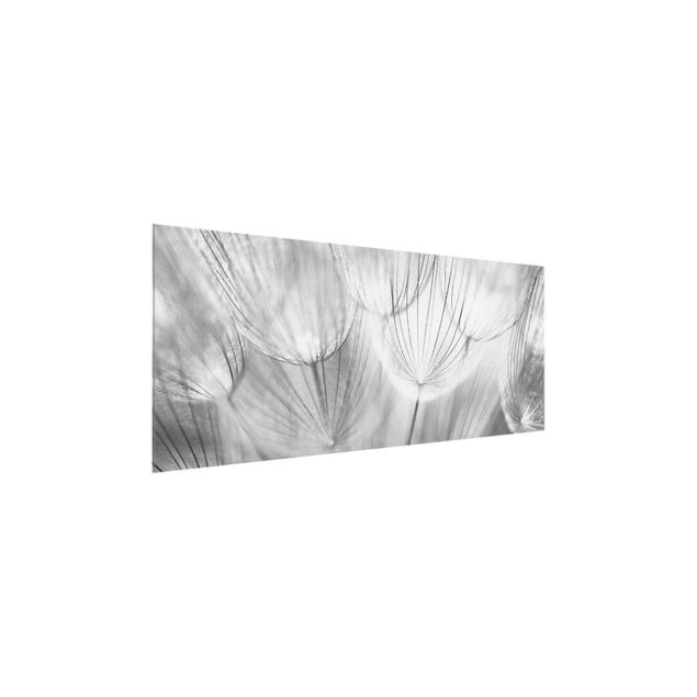Glasbild - Pusteblumen Makroaufnahme in schwarz weiss - Panorama Quer - Blumenbild Glas