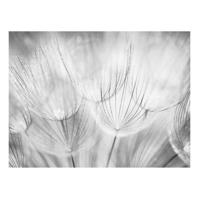 Glasbild - Pusteblumen Makroaufnahme in schwarz weiss - Quer 4:3 - Blumenbild Glas