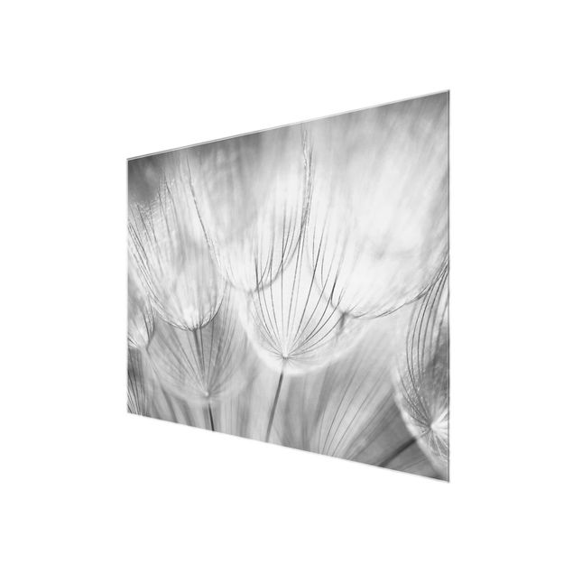 Glasbild - Pusteblumen Makroaufnahme in schwarz weiss - Quadrat 1:1 - Blumenbild Glas