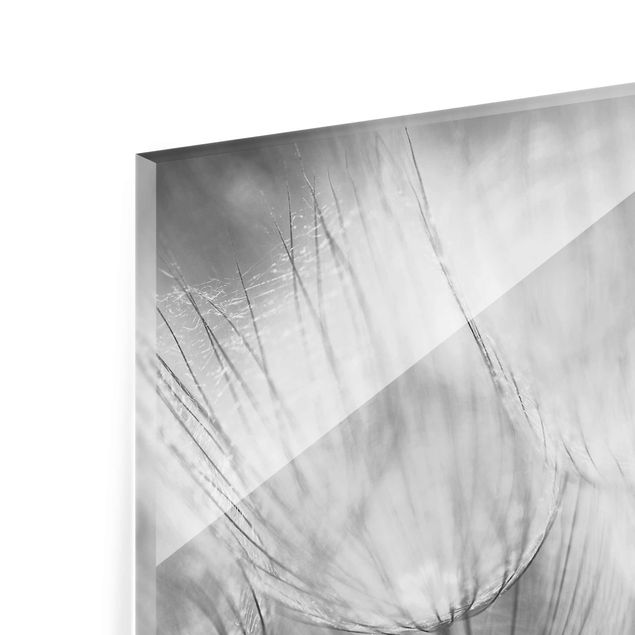 Glasbild - Pusteblumen Makroaufnahme in schwarz weiss - Quer 4:3 - Blumenbild Glas