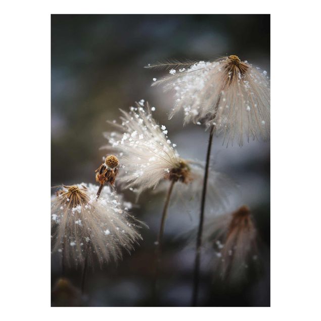 Glasbild - Pusteblumen mit Schneeflocken - Hochformat 4:3