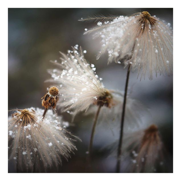 Glasbild - Pusteblumen mit Schneeflocken - Quadrat 1:1