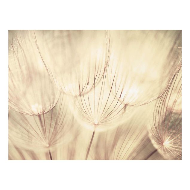Bilder auf Glas Pusteblumen Nahaufnahme in wohnlicher Sepia Tönung