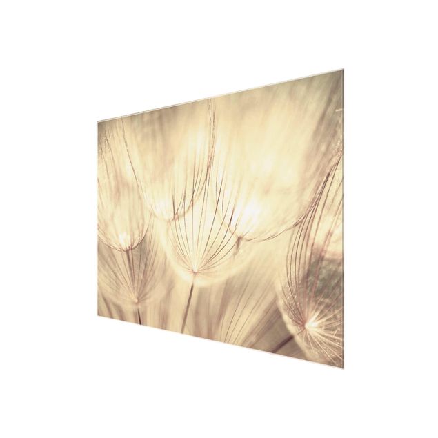 Glasbild - Pusteblumen Nahaufnahme in wohnlicher Sepia Tönung - Quer 4:3 - Blumenbild Glas