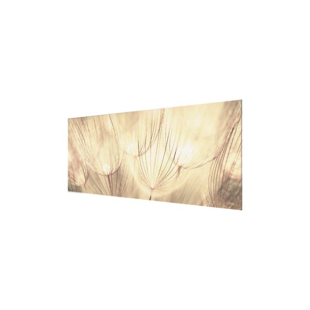 Glasbild - Pusteblumen Nahaufnahme in wohnlicher Sepia Tönung - Panorama Quer - Blumenbild Glas
