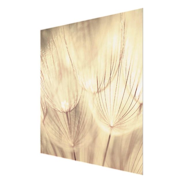 Glasbild - Pusteblumen Nahaufnahme in wohnlicher Sepia Tönung - Quadrat 1:1 - Blumenbild Glas