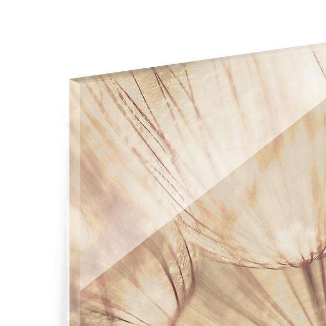 Glasbild - Pusteblumen Nahaufnahme in wohnlicher Sepia Tönung - Panorama Quer - Blumenbild Glas