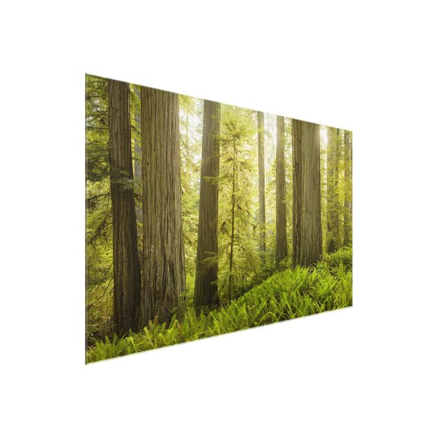 Wandbilder Redwood State Park Waldblick