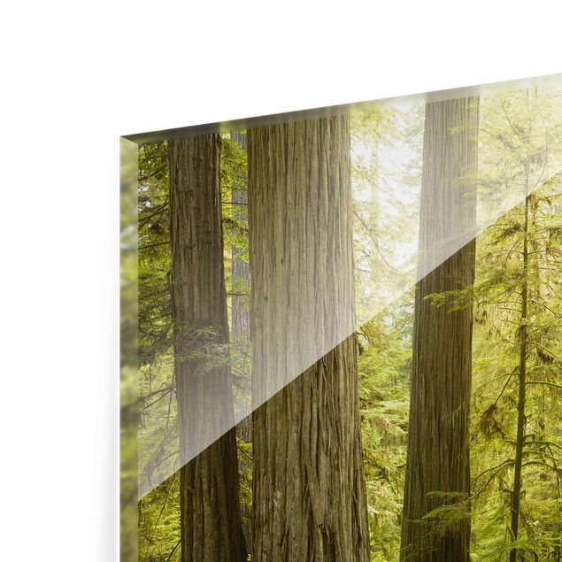 Glasbild - Redwood State Park Waldblick - Quer 3:2