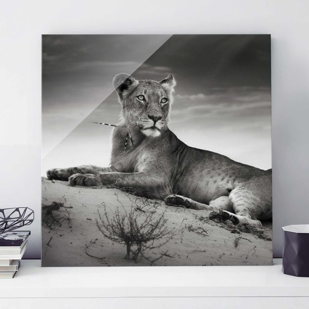 XXL Glasbilder Resting Lion