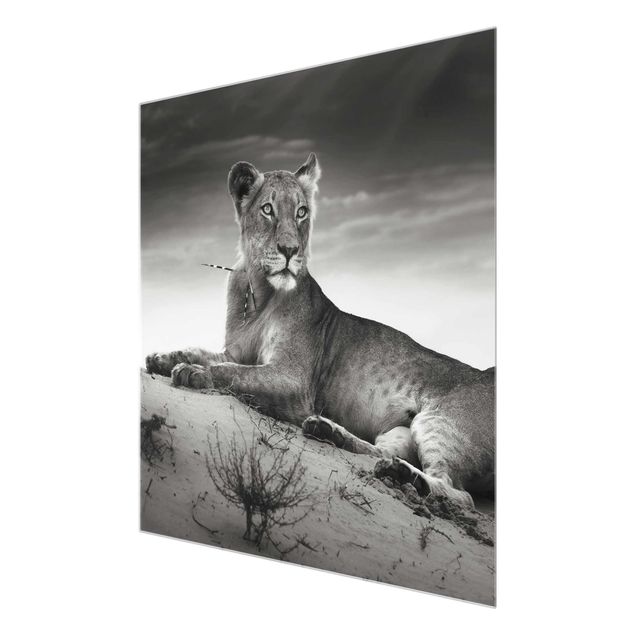 Glasbild - Resting Lion - Quadrat 1:1