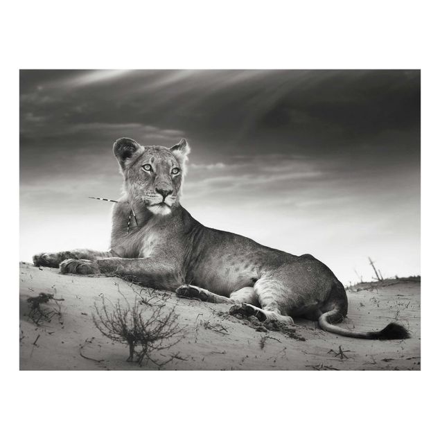 Glas Wandbilder Resting Lion