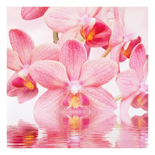 Glasbild - Rosa Orchideen auf Wasser - Quadrat 1:1