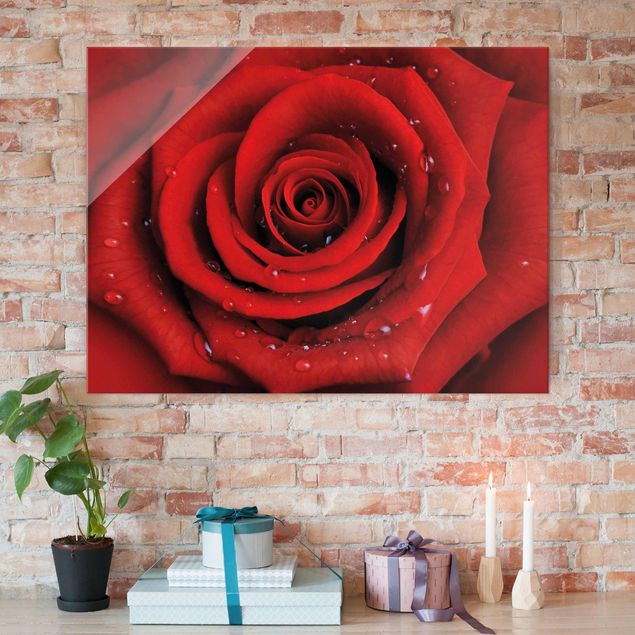 Glasbilder Blumen Rote Rose mit Wassertropfen