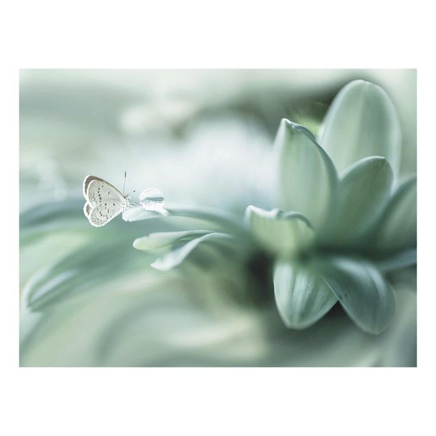 Glasbild - Schmetterling und Tautropfen in Pastellgrün - Querformat 3:4