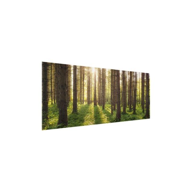 Wandbilder Sonnenstrahlen in grünem Wald
