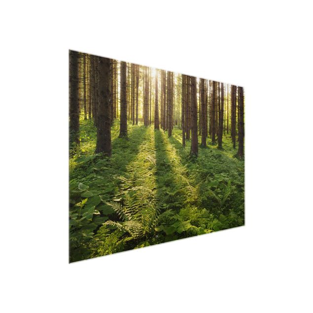 Bilder Sonnenstrahlen in grünem Wald