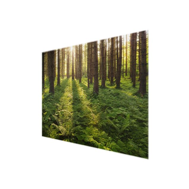 Glasbild - Sonnenstrahlen in grünem Wald - Quer 4:3 - Waldbild Glas