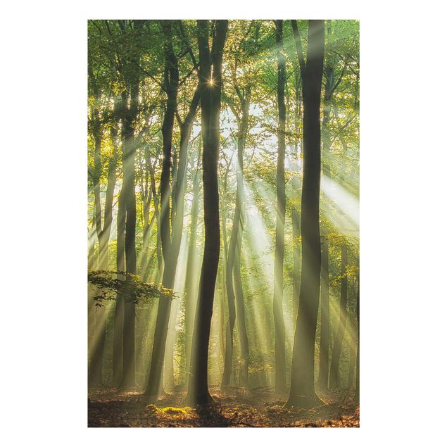 Glasbild - Sonnentag im Wald - Hoch 2:3