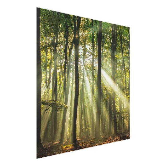 Glas Wandbilder Sonnentag im Wald