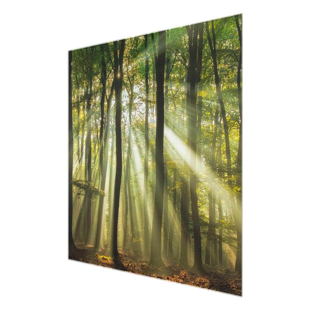 Glasbild - Sonnentag im Wald - Quadrat 1:1