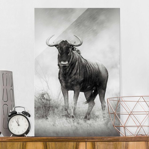 XXL Glasbilder Staring Wildebeest