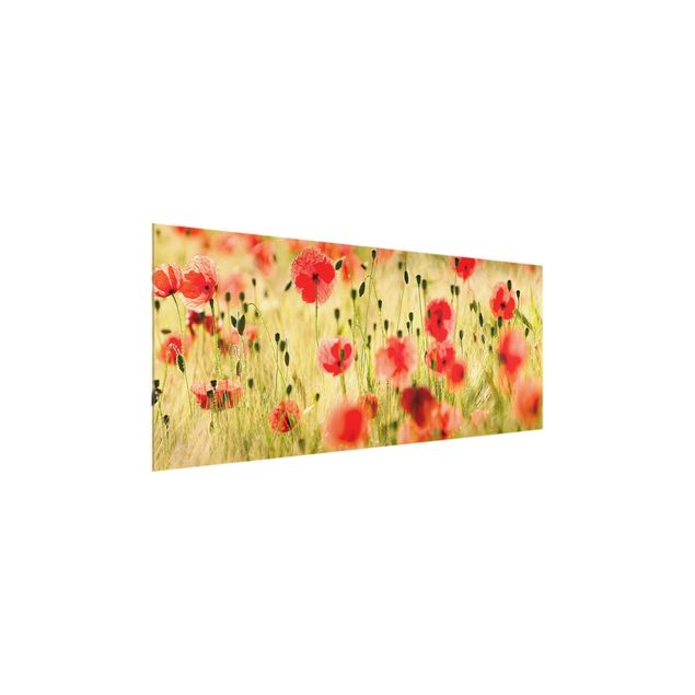 Glasbild - Summer Poppies - Panorama Quer