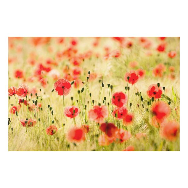 Glasbild - Summer Poppies - Quer 3:2