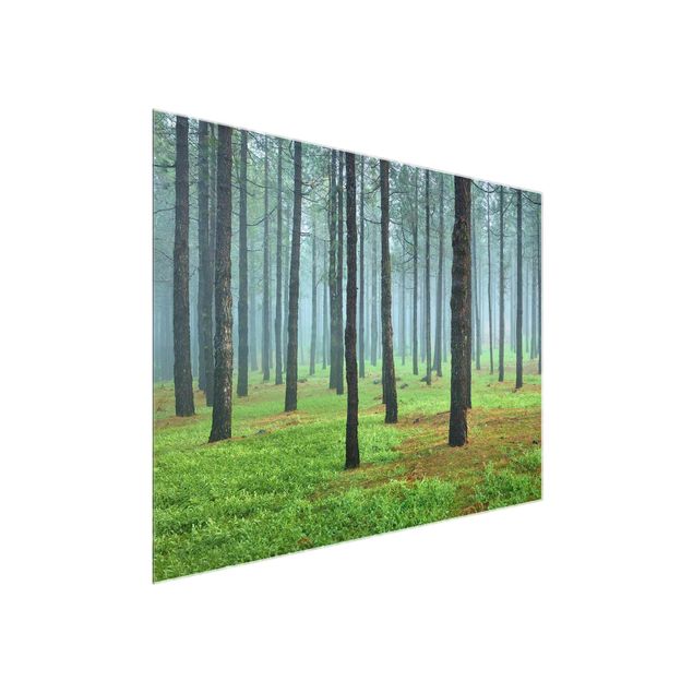 Glasbild - Tiefer Wald mit Kiefern auf La Palma - Quadrat 1:1 - Waldbild Glas