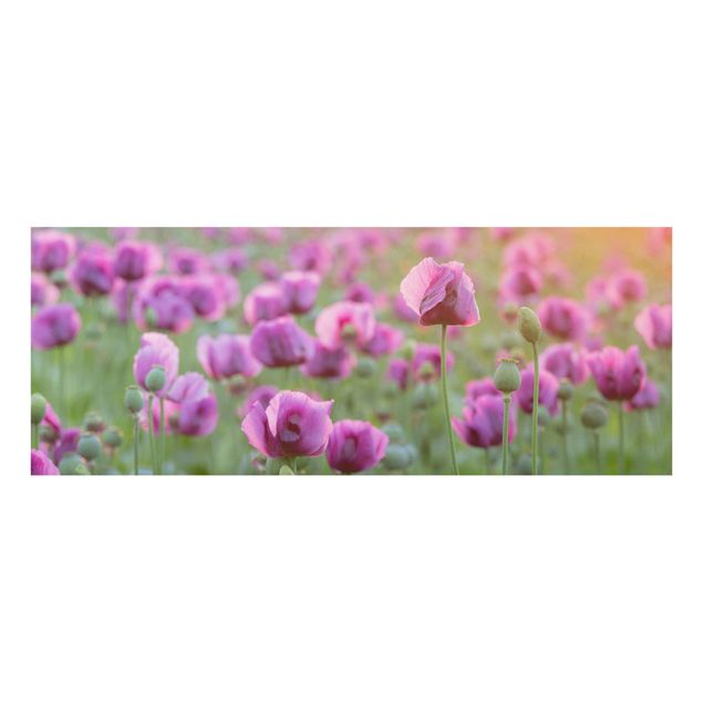 Glasbild - Violette Schlafmohn Blumenwiese im Frühling - Panorama Quer - Blumenbild Glas