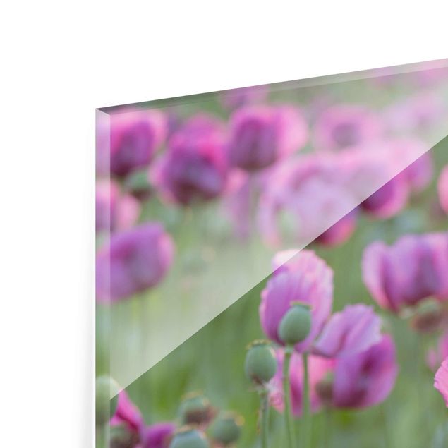 Glasbild - Violette Schlafmohn Blumenwiese im Frühling - Panorama Quer - Blumenbild Glas