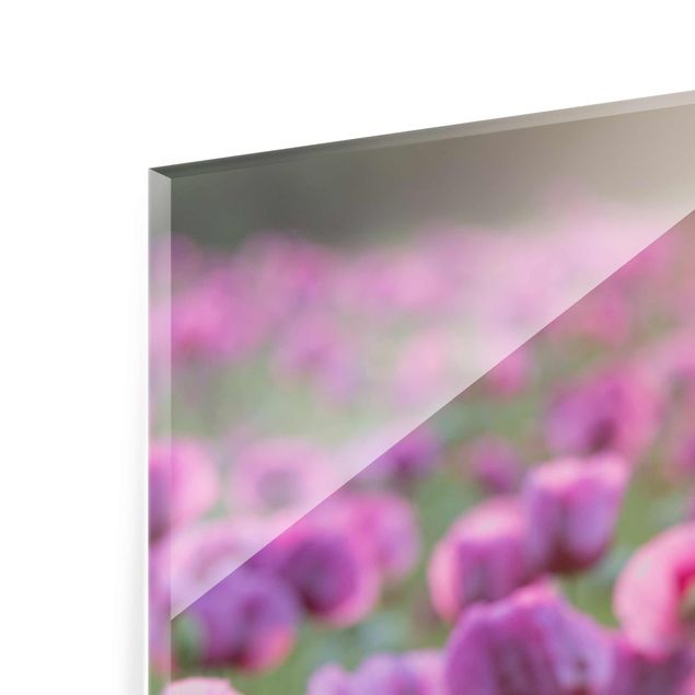 Glasbild - Violette Schlafmohn Blumenwiese im Frühling - Quadrat 1:1 - Blumenbild Glas